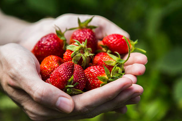 istock Male hands holding strawberries 605763794