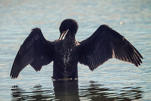 istock cormorant in the lagoon 605763932