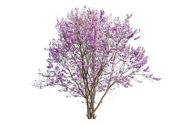 istock pink flowers tree isolated on white background 605764044
