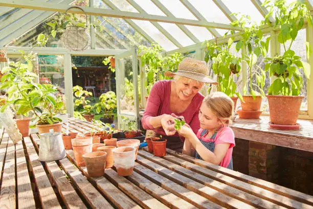 Photo of Grandmother and granddaughter potting plants in greenhouse