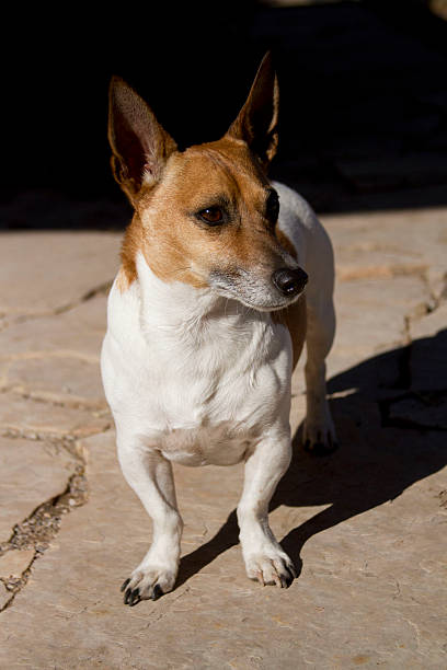 Shorthair Jack Russell Terrier body shot stock photo
