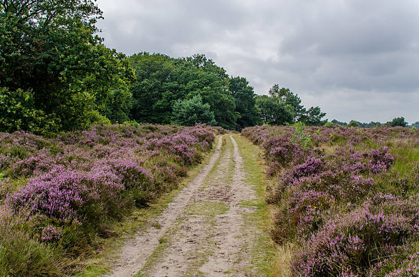 istock Path through blooming heather in Elspeet, The Netherlands 605767662