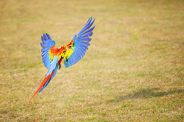 istock Flying Scarlet macaw - Ara macao 605770454