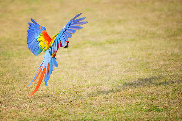 istock Flying Scarlet macaw - Ara macao 605770460