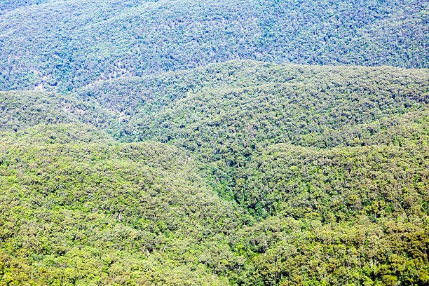 istock Australian bush in Blue Mountains, nature background with copy space 605770604