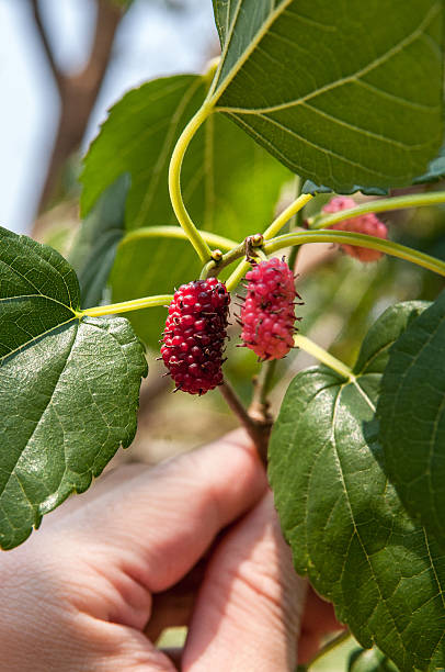 istock Hands holding a twig with blackberry fruit 605771114
