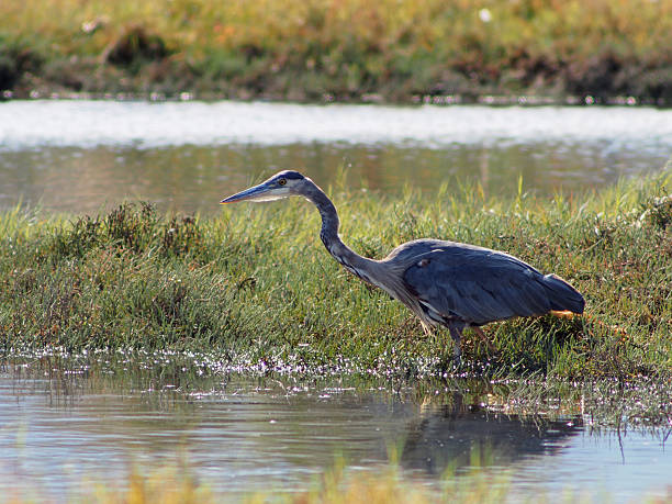 istock Great Blue Heron on Vancouver Island, Canada 605773302