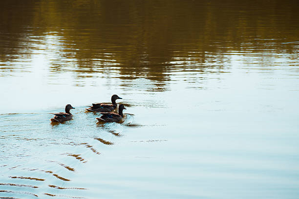 istock Wild duck swimming in pond 605773648