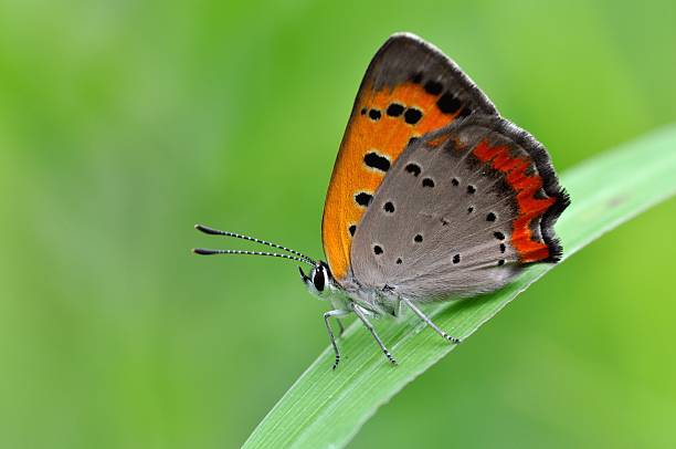 lycaena phlaeas - small copper butterfly imagens e fotografias de stock