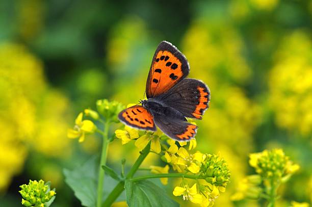 lycaena phlaeas - small copper butterfly imagens e fotografias de stock