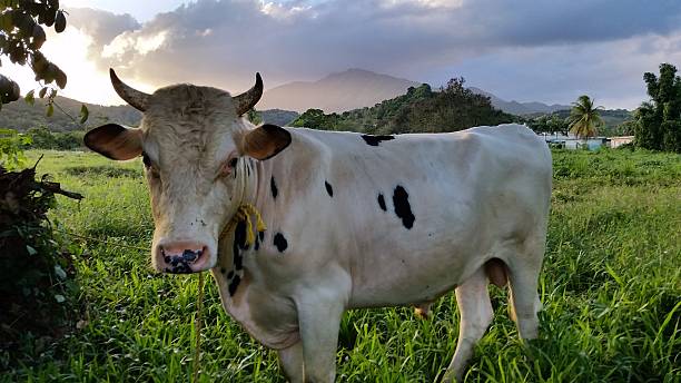 This picture was taken in a Puertorrican farm near the \