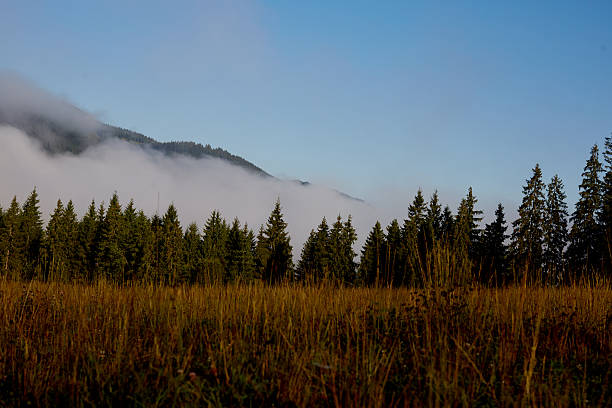 istock Forested mountain slope in low lying cloud with the evergreen 605774618