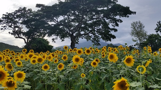 This picture was taken in a farm located in Naguabo Puerto Rico in Spring 2015.