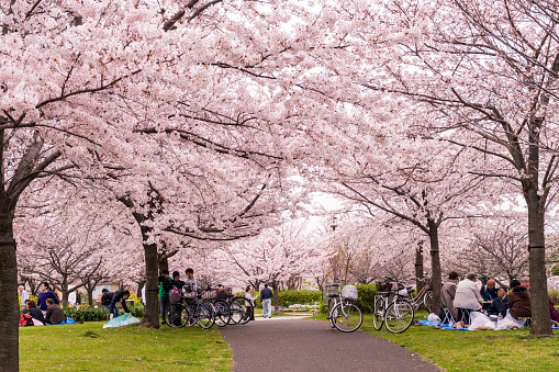 Tokyo, Japan - April 9, 2016: Family having a picnic under sakura tree in Tokyo, Japan.