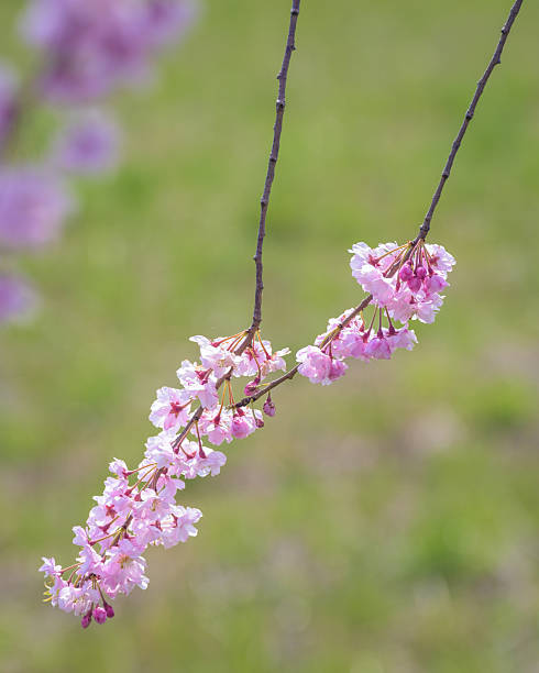 istock Weeping Cherry blossoms at Kitakata, Fukushima 605776888