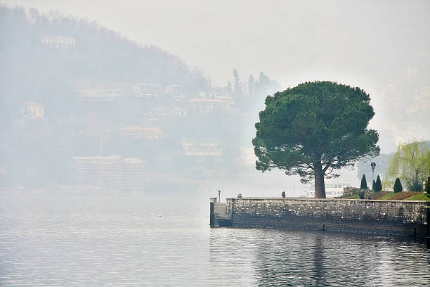 arbre dans un parc au bord du lac de côme, italie, lombardie - waters edge lake beach tree photos et images de collection
