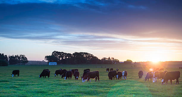 istock Bulls in the Sun with flare 605778074