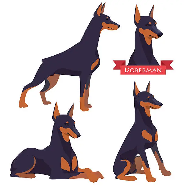 Vector illustration of Doberman in different poses.
