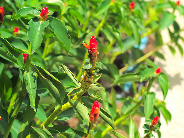 istock Red ginger or Alpinia purpurata 605779076
