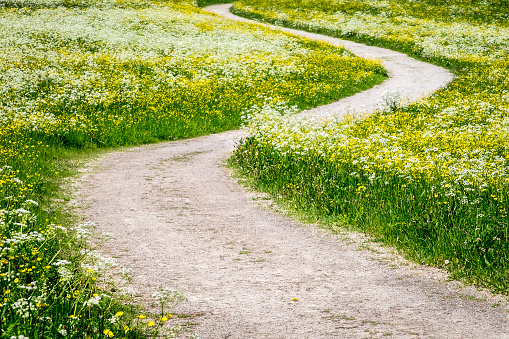 footpath at a meadow - photo