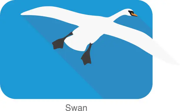 Vector illustration of mute swan, cartoon vector illustration