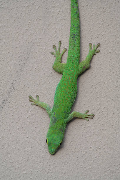 istock Green gecko on the seychelles island 605782288