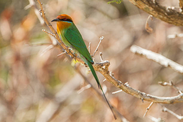 Bohm's Bee-eater (Merops boehmi) Bohm's Bee-eater (Merops boehmi) perched on a branch bee eater photos stock pictures, royalty-free photos & images
