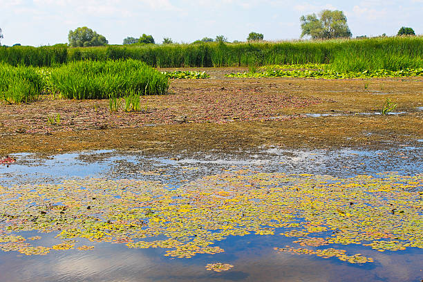 istock Aquatic plants in a swamp 605782692