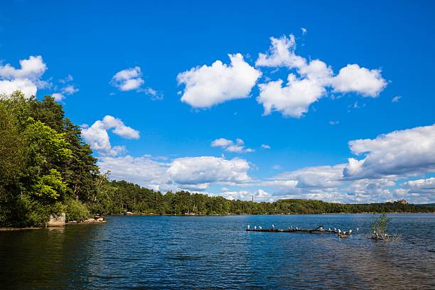 istock Borovoe lake with seagulls and pine tree shore on cloud 605783538