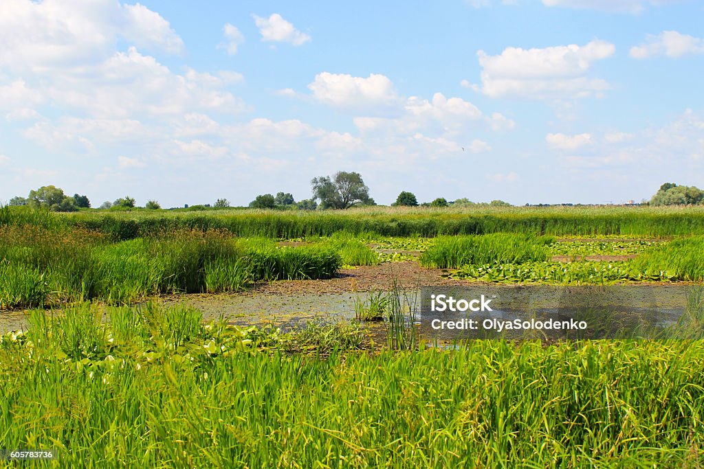 Aquatic plants in a swamp Animal Wildlife Stock Photo