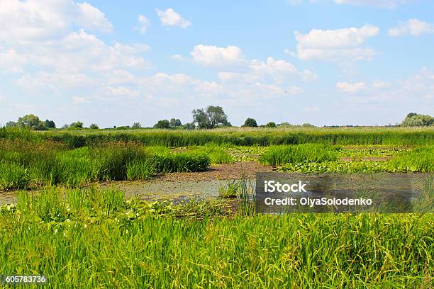 Aquatic Plants In A Swamp Stock Photo - Download Image Now - Animal Wildlife, Bog, Botany