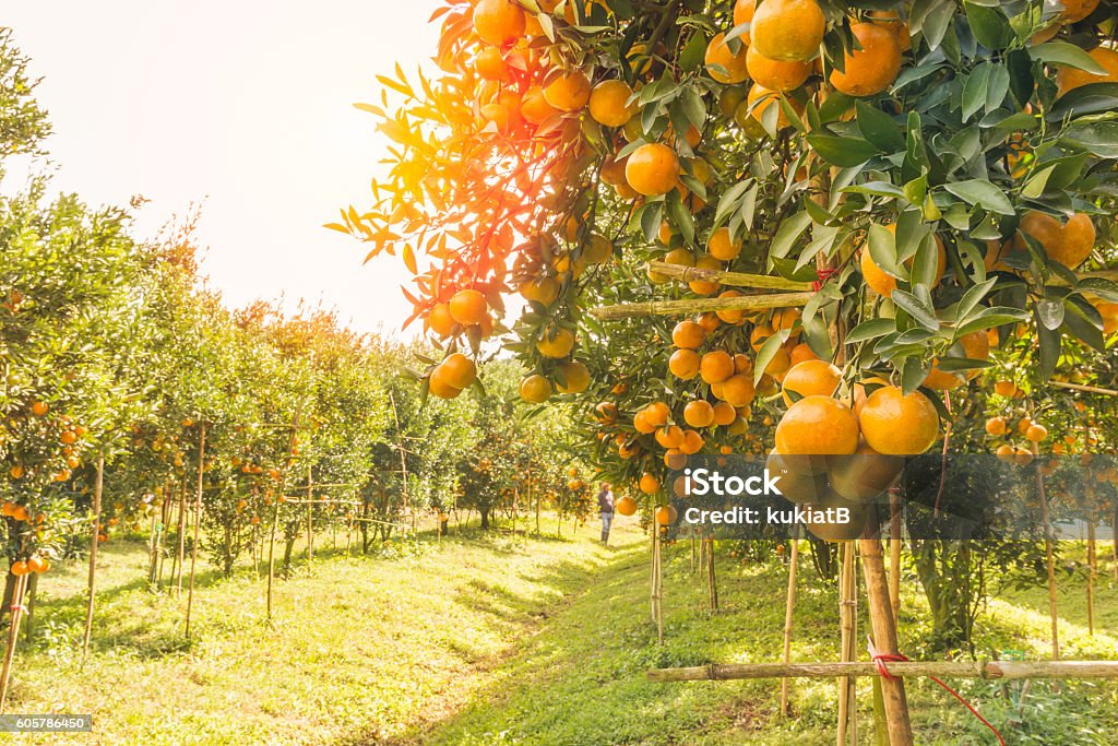 Huerto de naranjos por la mañana. - Foto de stock de Naranja - Color libre de derechos