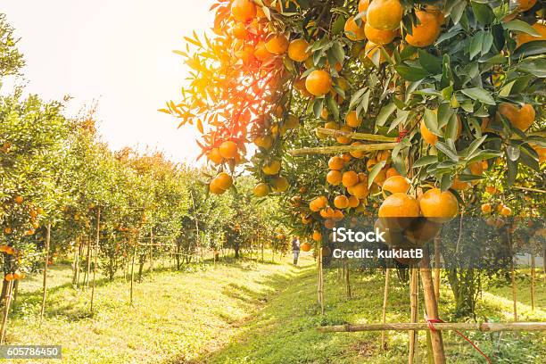 Huerto De Naranjos Por La Mañana Foto de stock y más banco de imágenes de Naranja - Color - Naranja - Color, Agricultor, Arboleda