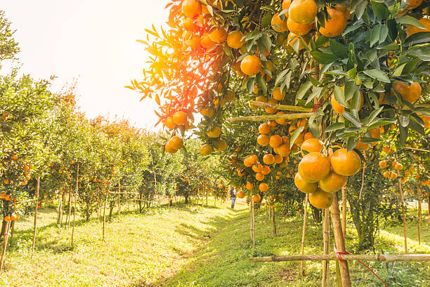 Orange orchard in morning. stock photo