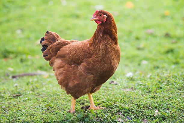 Young brown Rhode Island Red hen walking on green grass stock photo