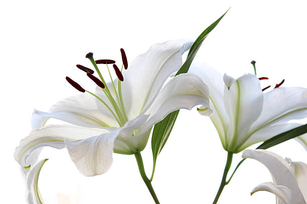 istock White lily. Flowers isolated. 605786716