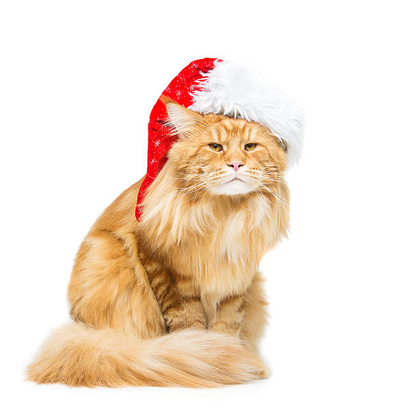 istock Big ginger cat in christmas hat 605786762