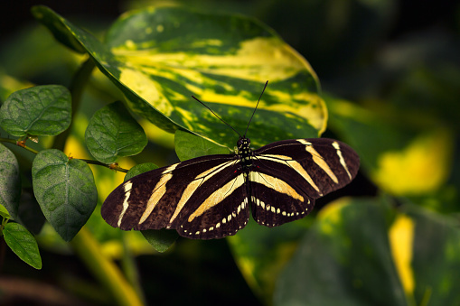 Tropical butterfly dido longwing on the leaf. Macro photography of Wildlife.