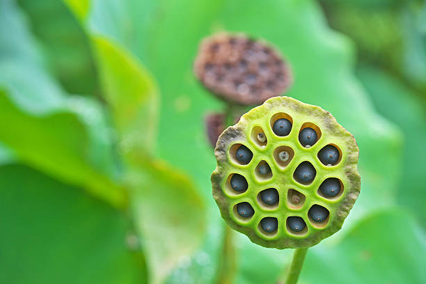 istock Fruit of the lotus 605957574