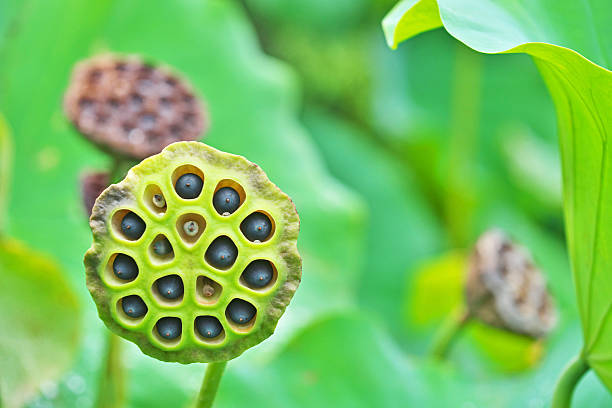 istock Fruit of the lotus 605957776