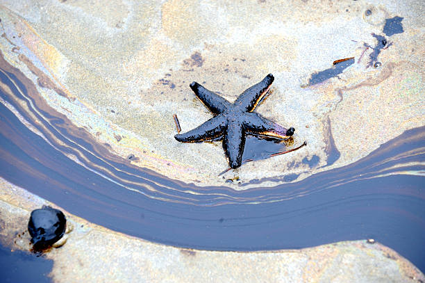 морская звезда и масляная специя - oil slick фотографии стоковые фото и изображения