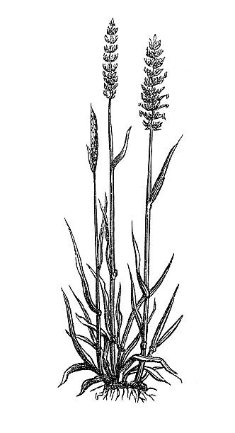 хохлатый собачий хвост (cynosurus cristatus) - sweetgrass stock illustrations