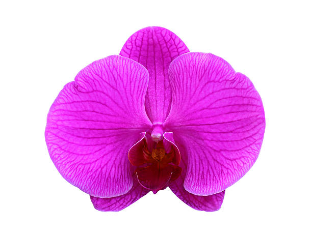 istock Purple orchids on a white background. 605977570