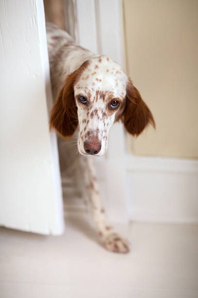 istock English Setter sneaking through the door crack, Norway 605978626