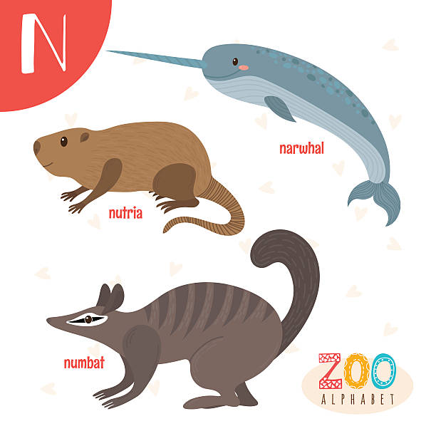 Letter N. Cute animals. Funny cartoon animals in vector Letter N. Cute animals. Funny cartoon animals in vector. ABC book. Vector illustration nutria rodent animal alphabet stock illustrations