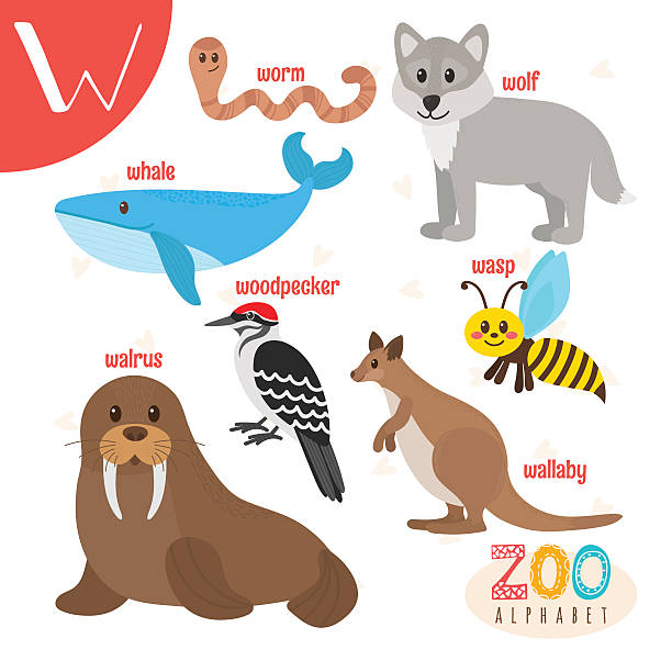 ilustrações, clipart, desenhos animados e ícones de carta w. animais fofos. animais de desenho animado engraçados em vetor - animals and pets worm mammal marsupial