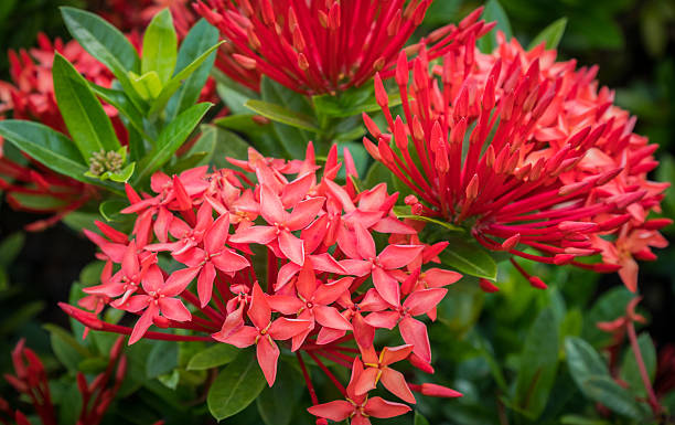 istock Group of flower spike background 605980694