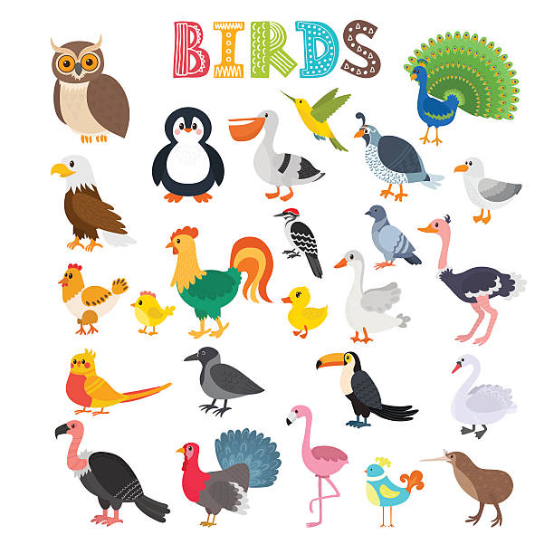 ilustraciones, imágenes clip art, dibujos animados e iconos de stock de ilustración vectorial de diferentes tipos de aves - feather peacock ornate vector
