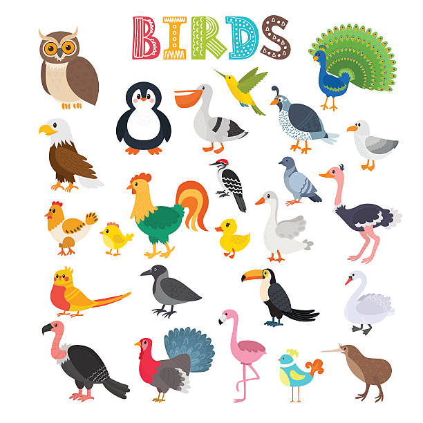 Vector illustration of different kind of birds Vector illustration of different kind of birds. Cute cartoon birds. Vector illustration pics for toucan flying stock illustrations