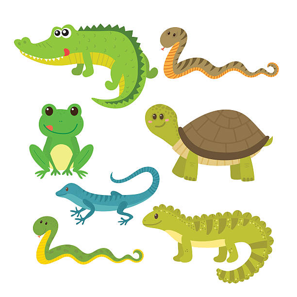 illustrations, cliparts, dessins animés et icônes de ensemble de choses rampantes. animal sauvage - reptile